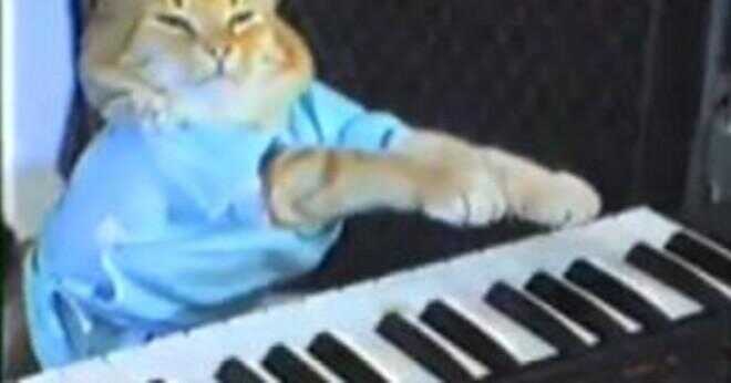 Göra en katt med tangentbordssymboler?
