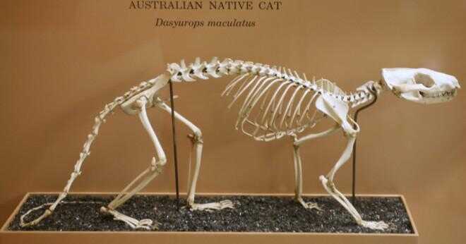 Hur lång är en Tasmanian Tiger?