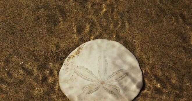 Bryts tan och fuzzy sand dollar Funna på stranden död?