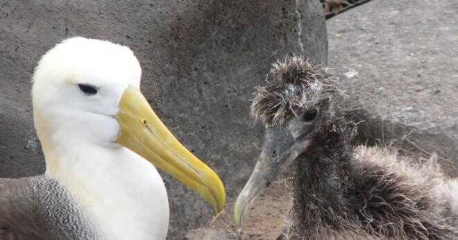 Hur länge kan en albatross flyga för utan att stanna? / davidchita.com
