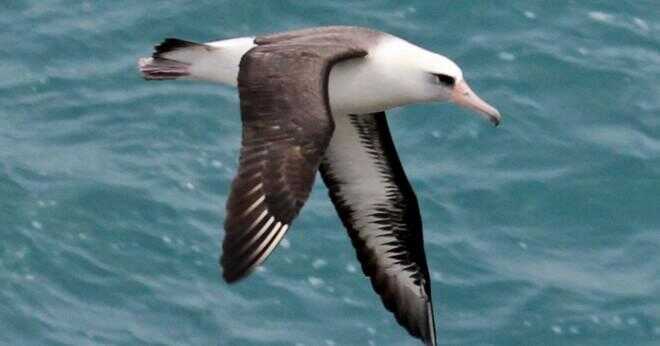 Vad äter kort svans albatrosser?