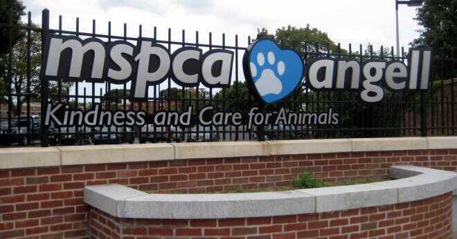 Vad gör SPCA för djur?