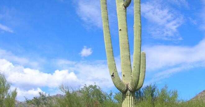 Vad är det vetenskapliga namnet för öken cactus?