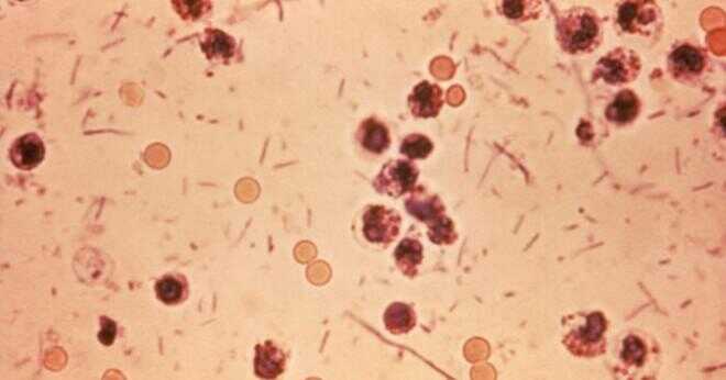 Hur smittsamt är Shigella-bakterier?