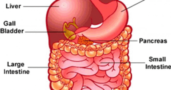 Vilka är delarna av mag-tarmkanalen eller tarmen?