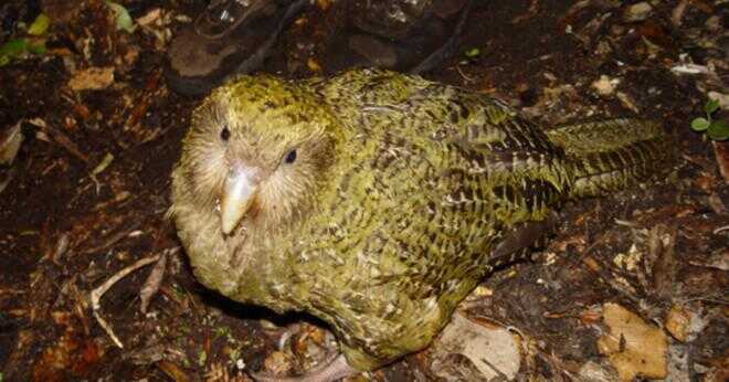 Varför ska vi bevara kakapoer?
