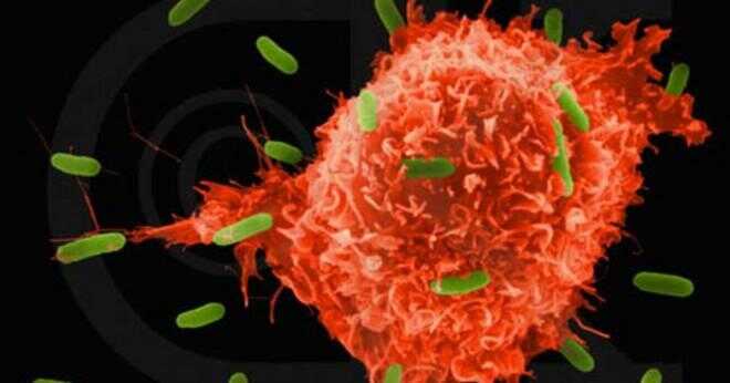 Hur lymfocyter förstöra bakterier?