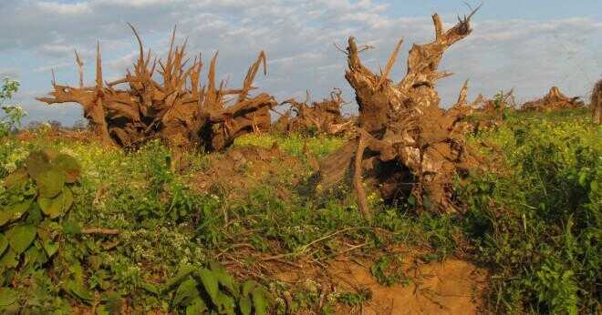 Vad skära ner en skog utan omplantering?