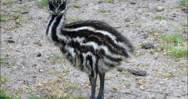 Som inte innehåller ägg emu rhea eller kudu?