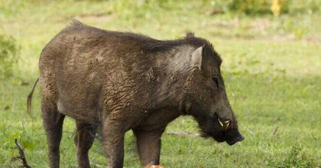 Vad äter wild hogs?