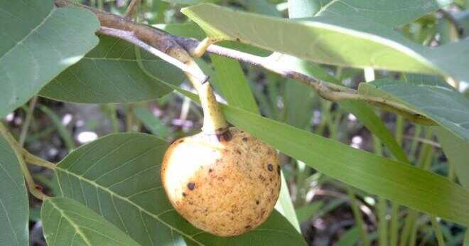 Vad är vetenskapliga namnet vaniljsås äpple bladet?