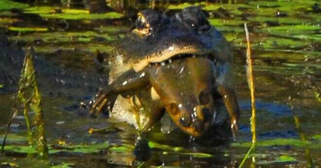 Amerikansk alligator mata sitt barn?