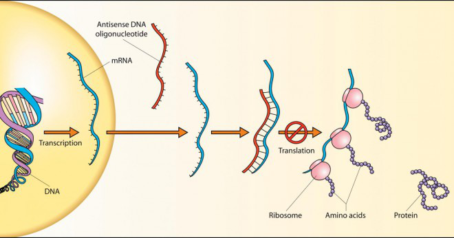 Varför vill du använda transportören RNA i extraktioner?
