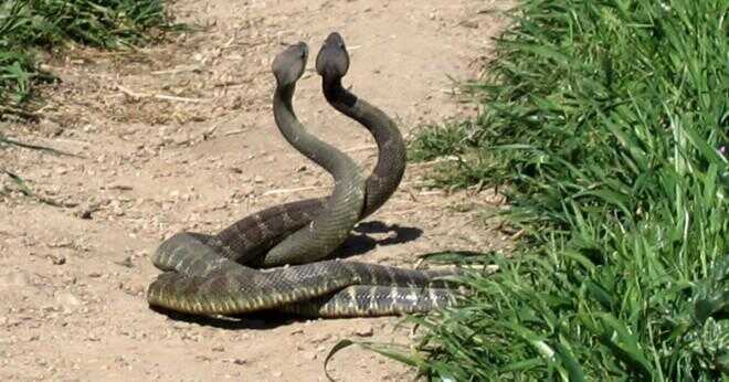 Kan en svart orm para sig med en skallerorm?