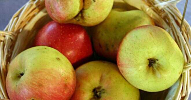 Äppelträdet bakom ditt hus har gett oss goda äpplen hela sommaren?