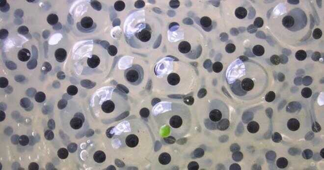 Vad slag om djur lägger ägg för kaviar?