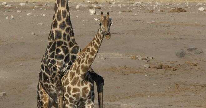 Varför har giraffer ställen på deras päls?