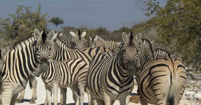 Finns det zebror i swaziland?