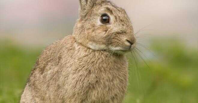 Kan en tama kaniner överleva i vilt?