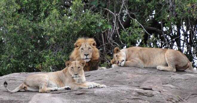 Hur länge lions tar hand om sina ungar?
