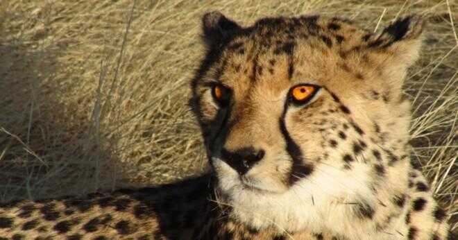 Varför är geparden det snabbaste djuren på land och hur snabbt kan det köras?