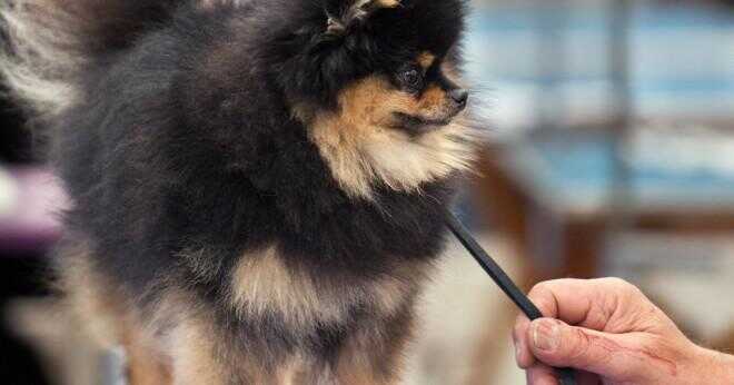 Bör en Pomeranian hår klippas?