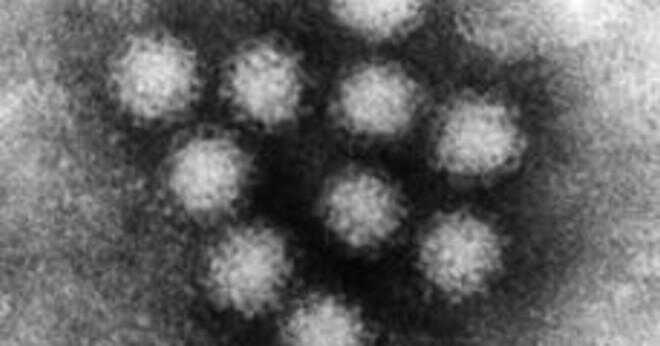 Har virus orsaka matförgiftning?
