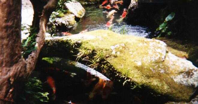 Kan en fisk lever i frusna dammen vatten?