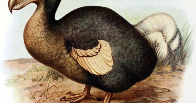 Hur kommer dodo har ordet dodo?