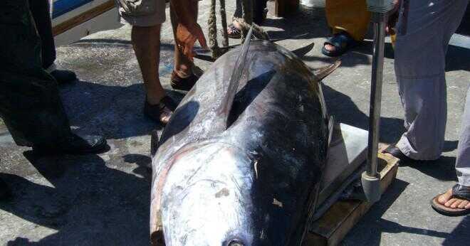 Hur stor får tonfisk?