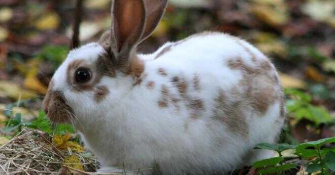 Vad är den mest sällsynta rasen av kanin i världen?