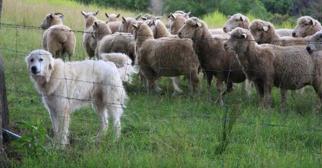 Har Australian shepherds rovdjur?