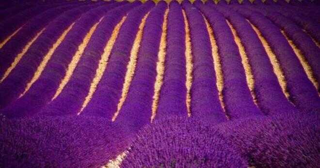 Vad används engelska lavendel till?