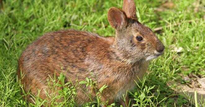 Kan kaniner äter gräs och löv?