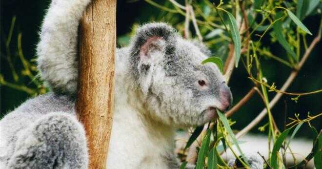 Vad är Koalas' rovdjur?