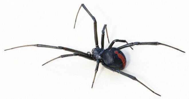 Vad för slags spindel är röd med ljus och svart band runt benen och kroppen är svart och vitt med ett rött huvud?