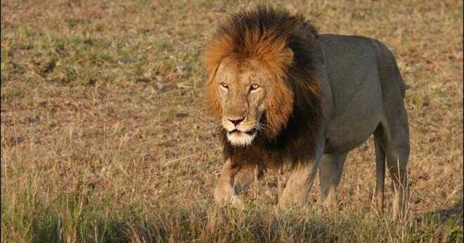 Hur länge lever lions upp till?