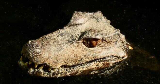 Hur en krokodil stoppa vatten från att komma i ögonen när det dyker?