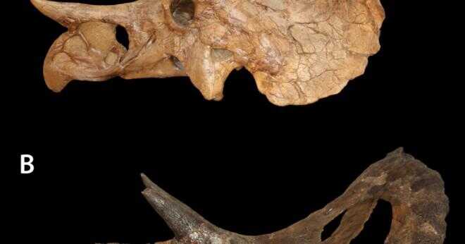 Hur påverkades en triceratops anatomi dess liv?