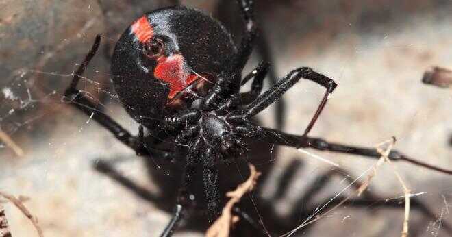 Varför en svarta änkan spindel har problem med att få i sin web?