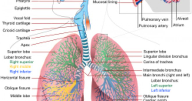 Hur pulmonell ventilation uppstår?