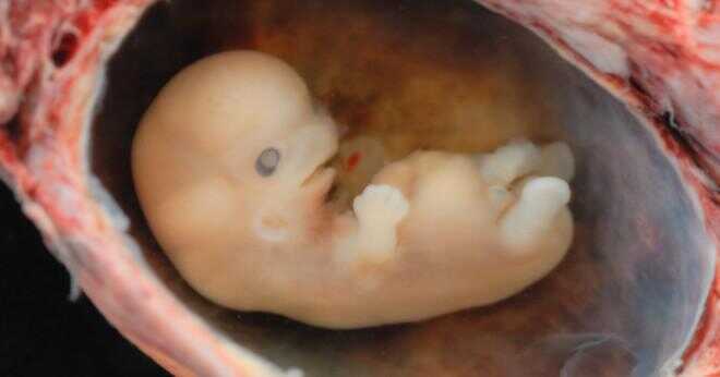 Där slås ett embryo till ett foster?