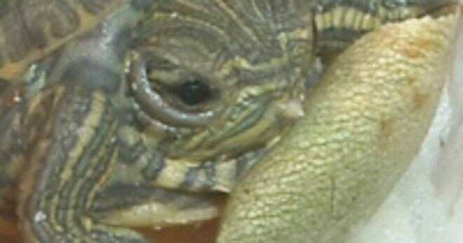 Har röda öron reglaget sköldpaddorna att sola?