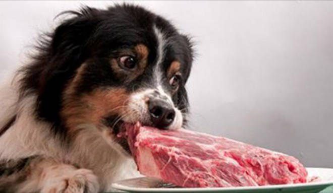 9 friska mänskliga livsmedel som är giftiga för din hund