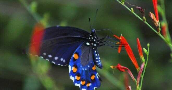 Vad är den symboliska betydelsen av en vit fjäril?