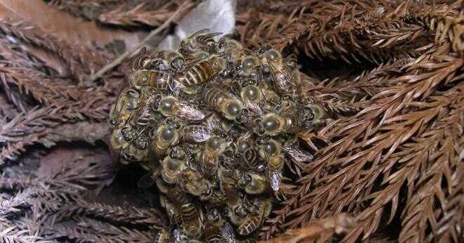 Hur mycket honung producerar en arbetstagare biet i det hela liv?