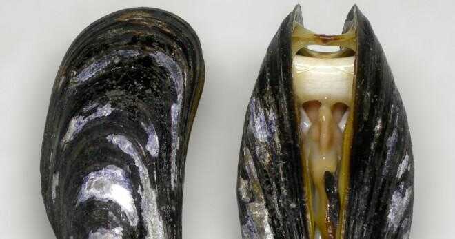 Hur länge kan saltvatten musslor leva utan vatten?