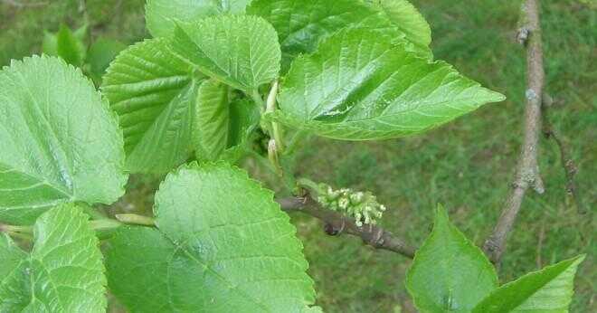Är mulberry löv giftiga?