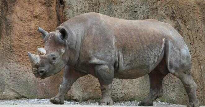 Vad är en noshörning horn gjord av?