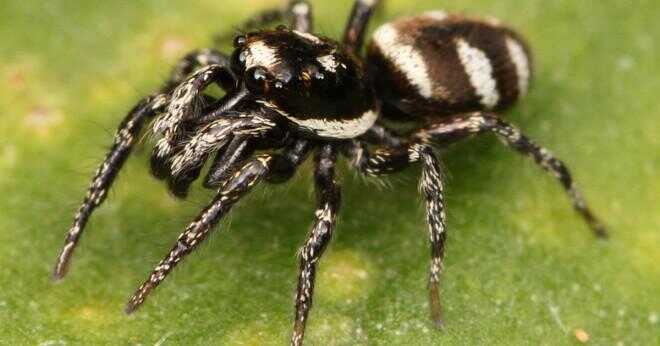 Liten spindel som bugg svart med vita ränder?